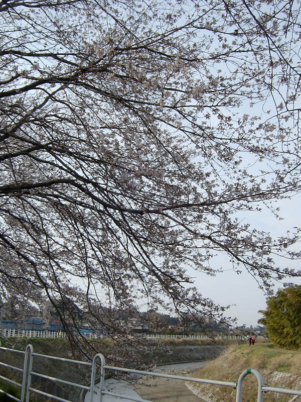 湘南台の桜並木