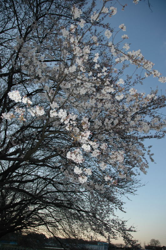 五分咲きの桜