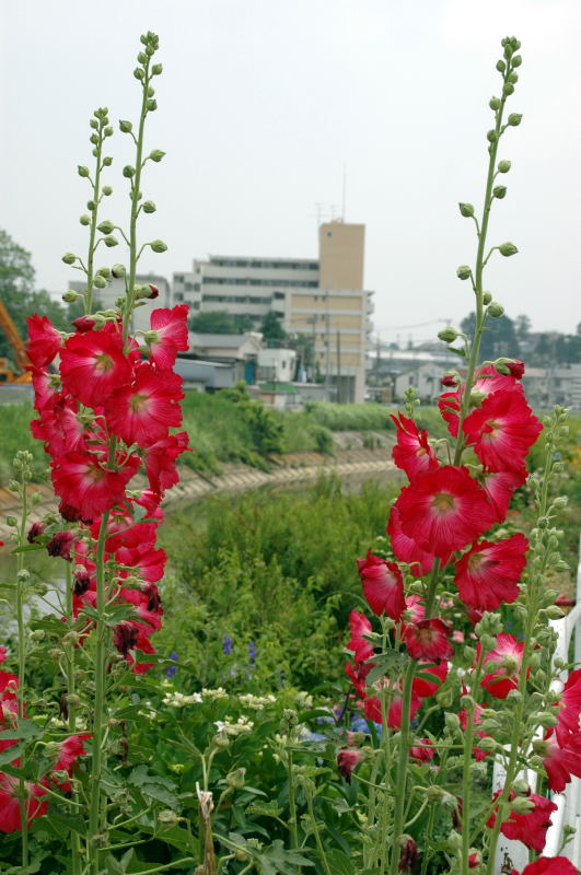 鮮やかな赤い花