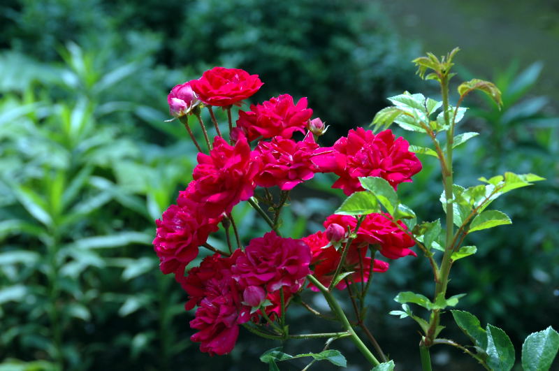鮮やかな赤い花