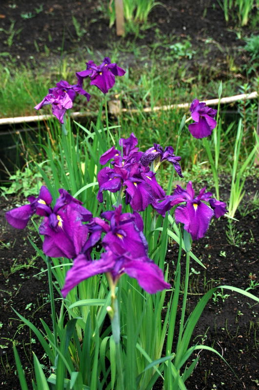 鮮やかな紫一色の品種