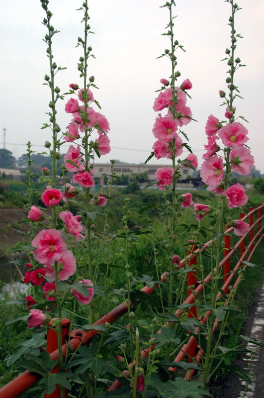 塔状の花