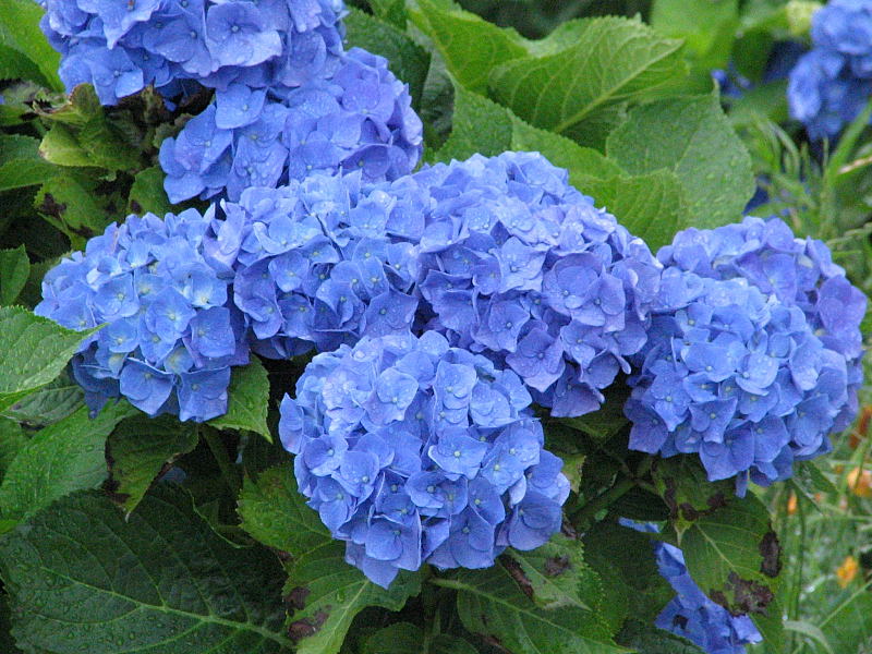 鮮やかな青の紫陽花