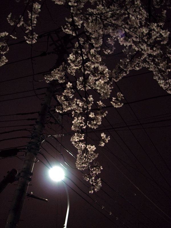 街灯の下で眺める桜