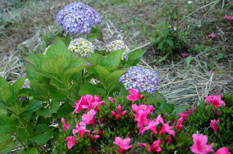躑躅と紫陽花の競演