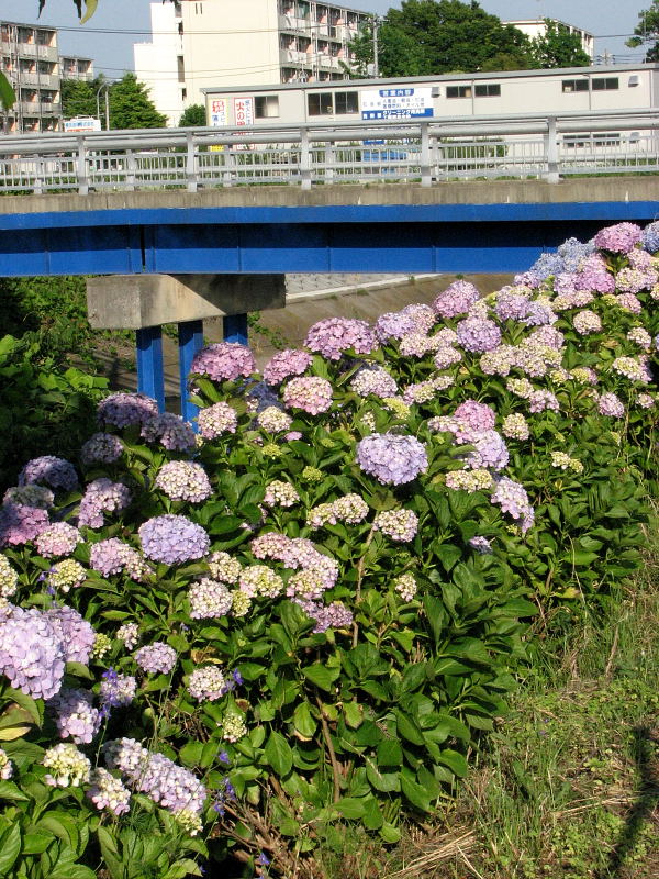 境川の紫陽花