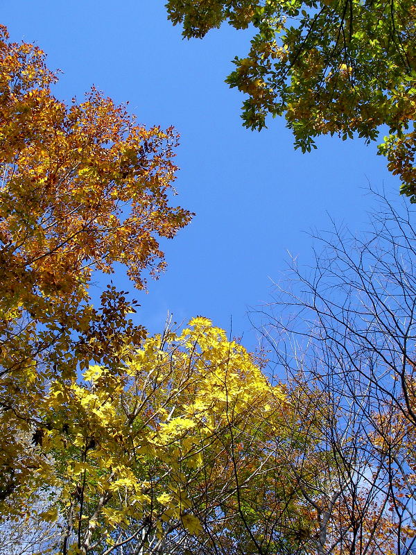 紅葉の進んだ赤い葉と、黄緑の葉、紅葉してない緑の上に、真っ青な空