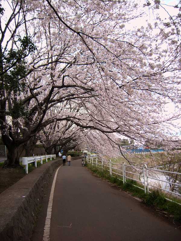 湘南台の桜