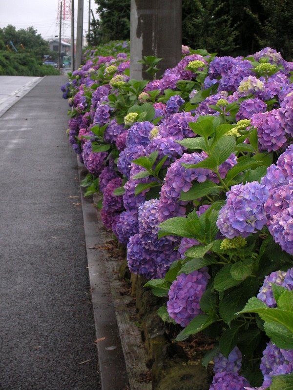 中田中央公園の紫陽花