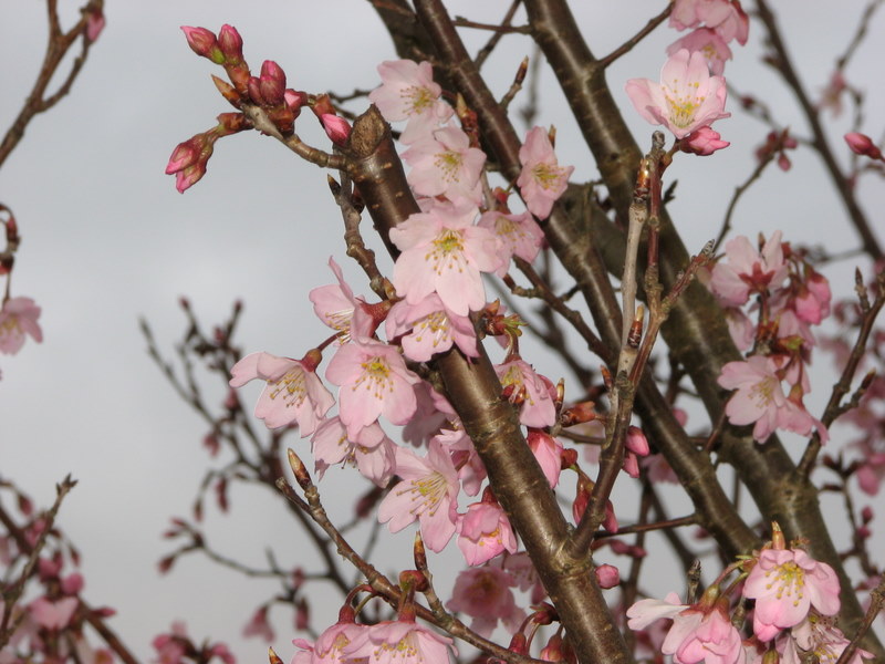 桜の眷属っぽい花