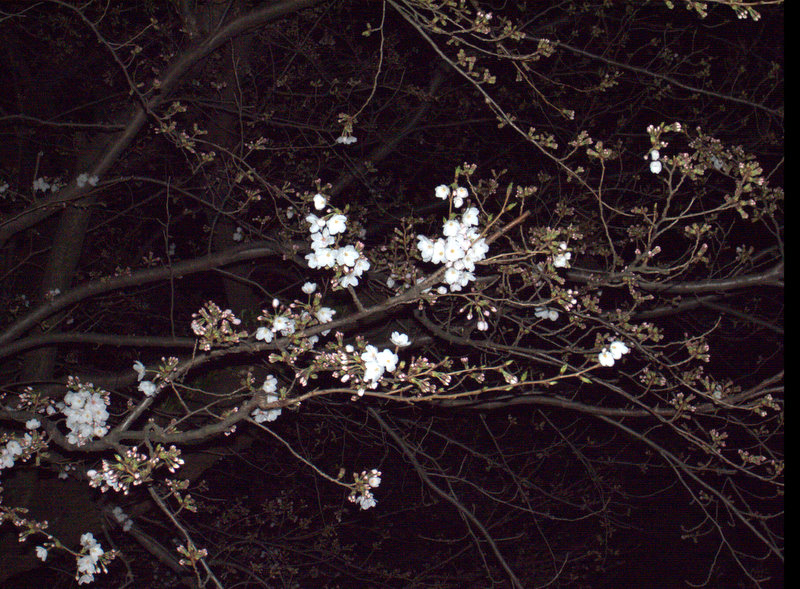 来迎寺前の桜を観測