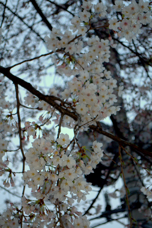 白百合公園の桜