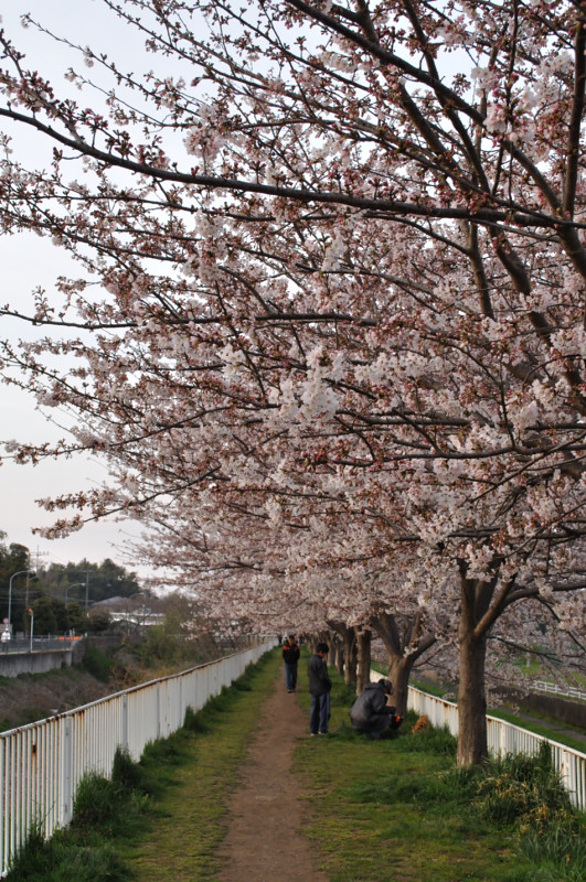 和泉川沿いの桜並木