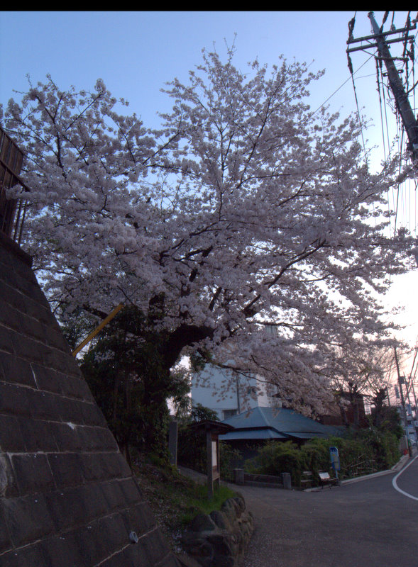 来迎寺前の桜