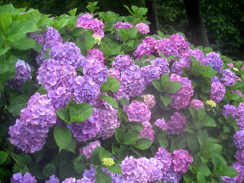 中田中央公園の紫陽花
