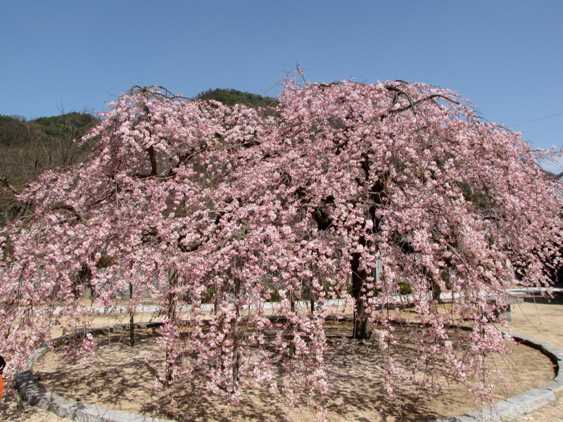 教善寺の枝垂桜がほぼ満開