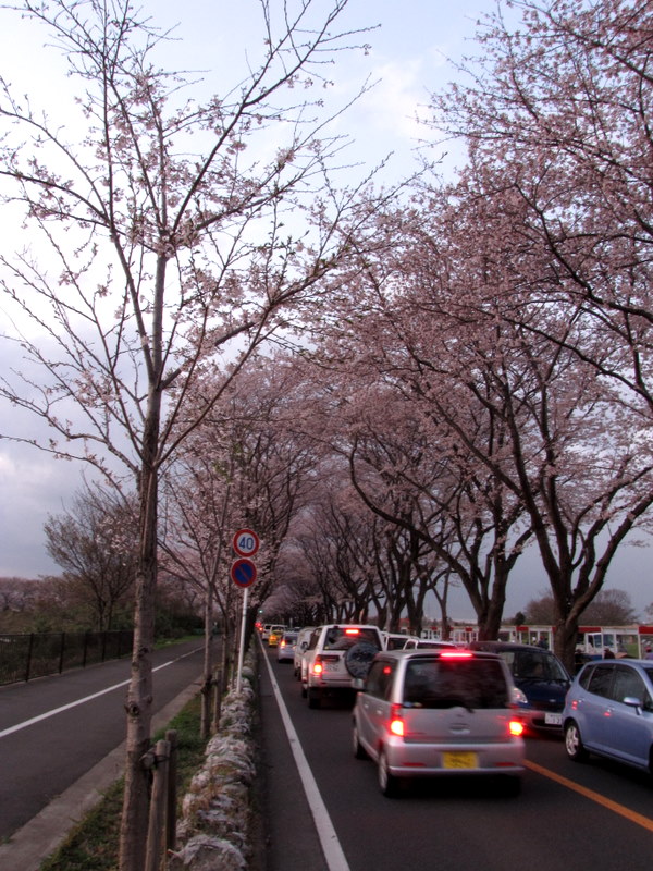 海軍道路の桜