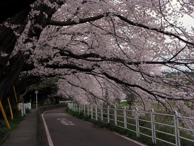 桜のトンネルは見事