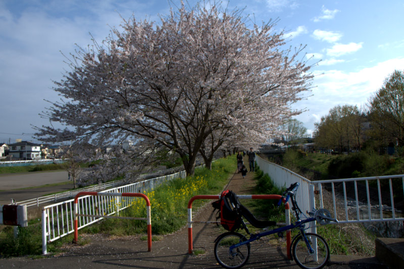 いずみ野の桜並木