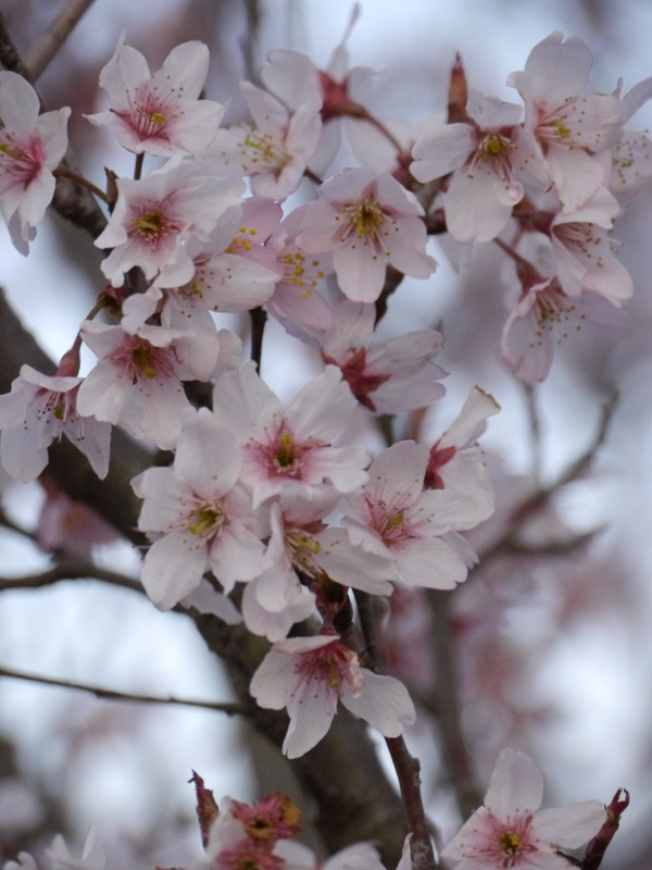 桜の眷属