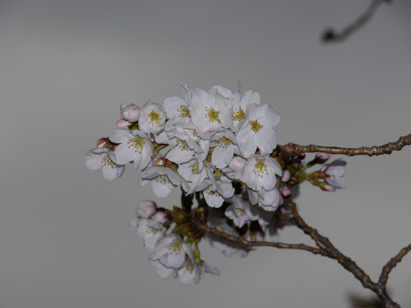 湘南台の桜