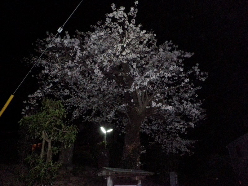 来迎寺前の桜