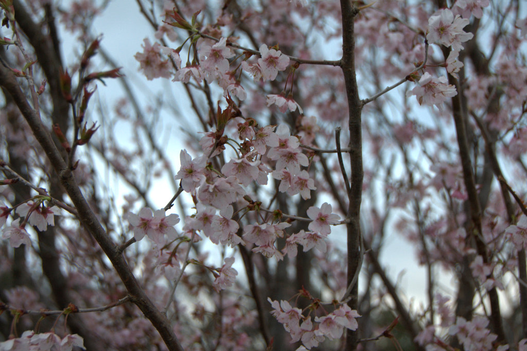 桜の眷属