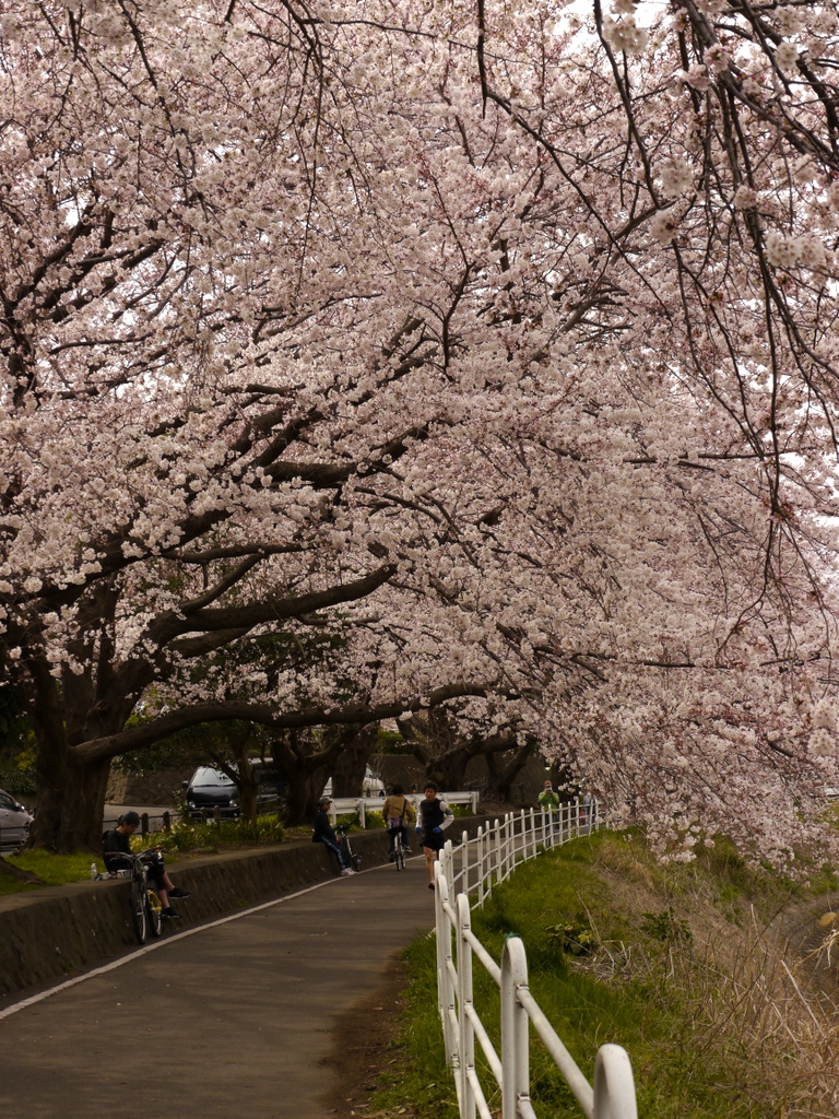 桜のトンネル