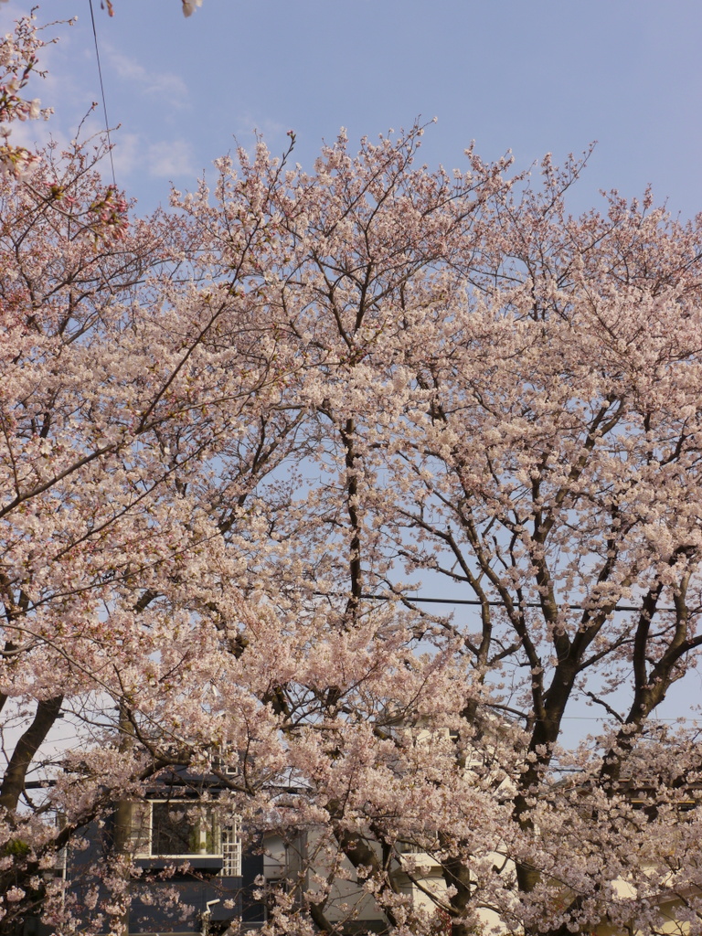 立ち並ぶ桜が、空に映える