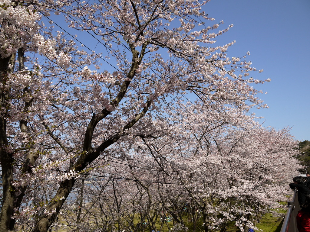 防大裏の桜