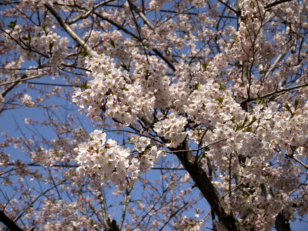 青い空に桜が映える