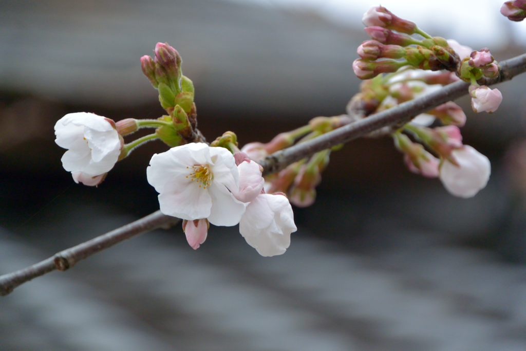 桜が咲き始めている