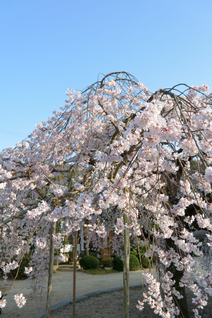 教善寺の枝垂桜