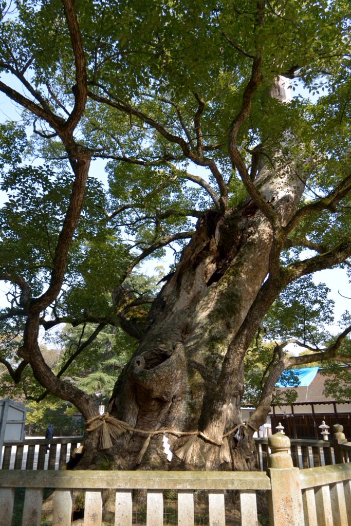 神社の巨木