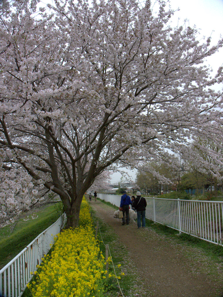いずみ野の桜