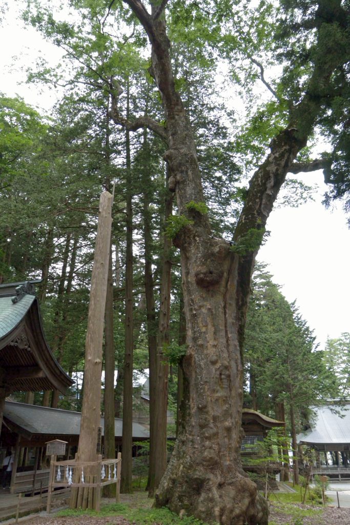 二の御柱と並び立つ巨木