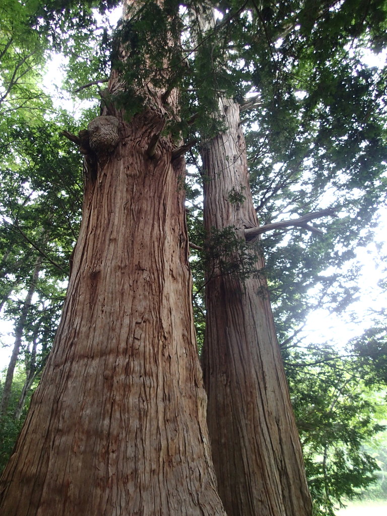 巨木の類