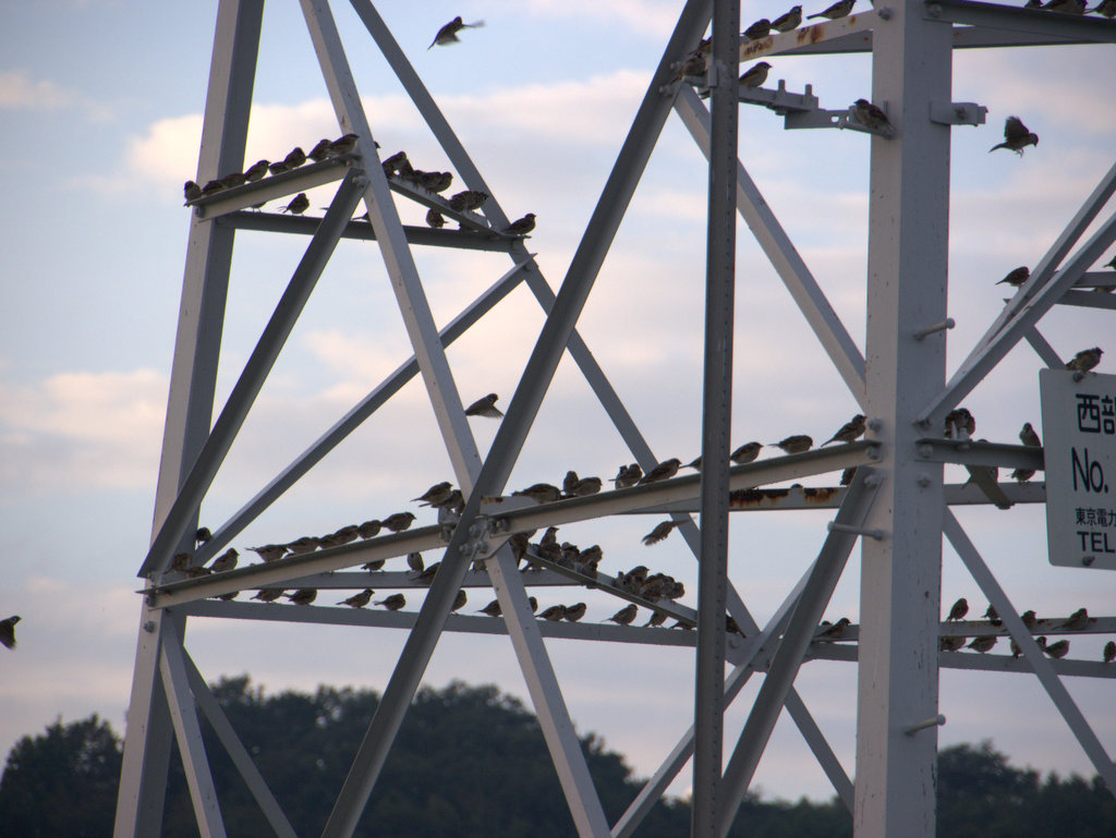 送電線の鉄塔にスズメが群れている