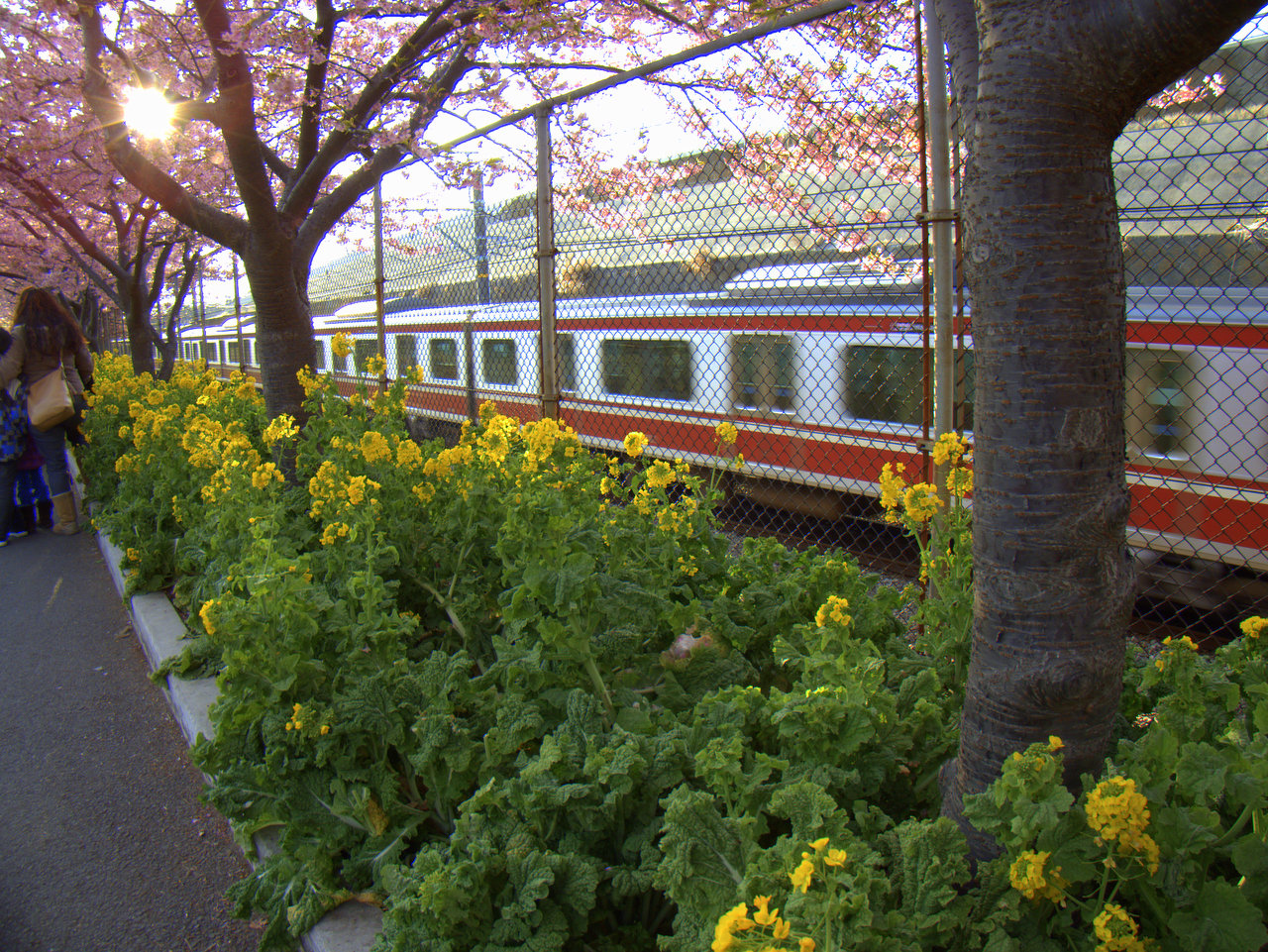電車と河津桜と菜の花