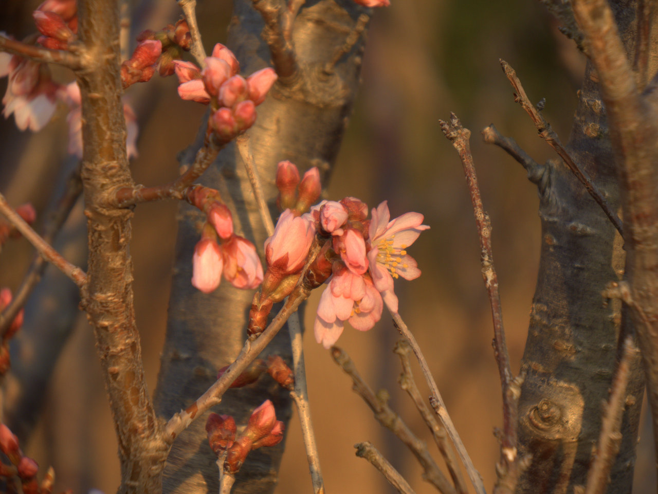 桜の眷属が一段と花を咲かせていた