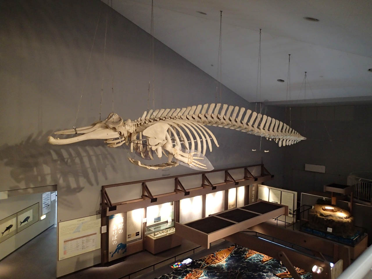 鯨の骨格