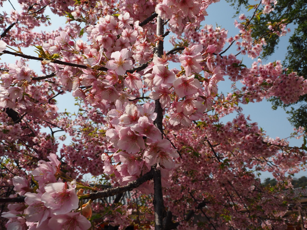 山桜系の花