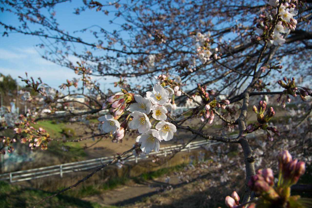 いずみ野の桜は咲き始め