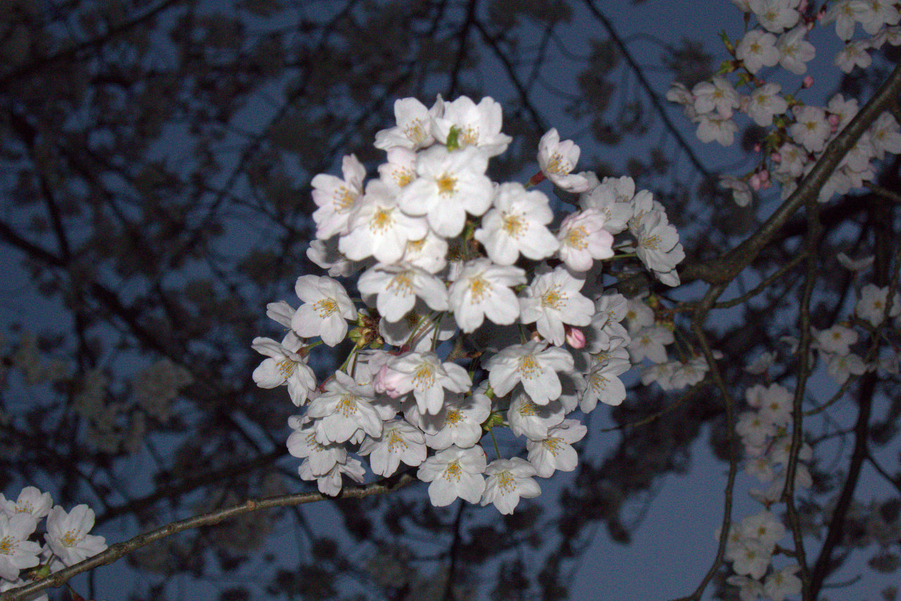 白百合公園の桜を撮った