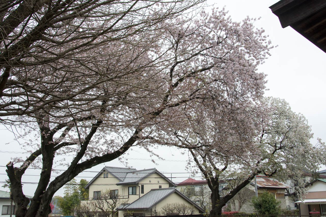 宗昌寺の桜の古木