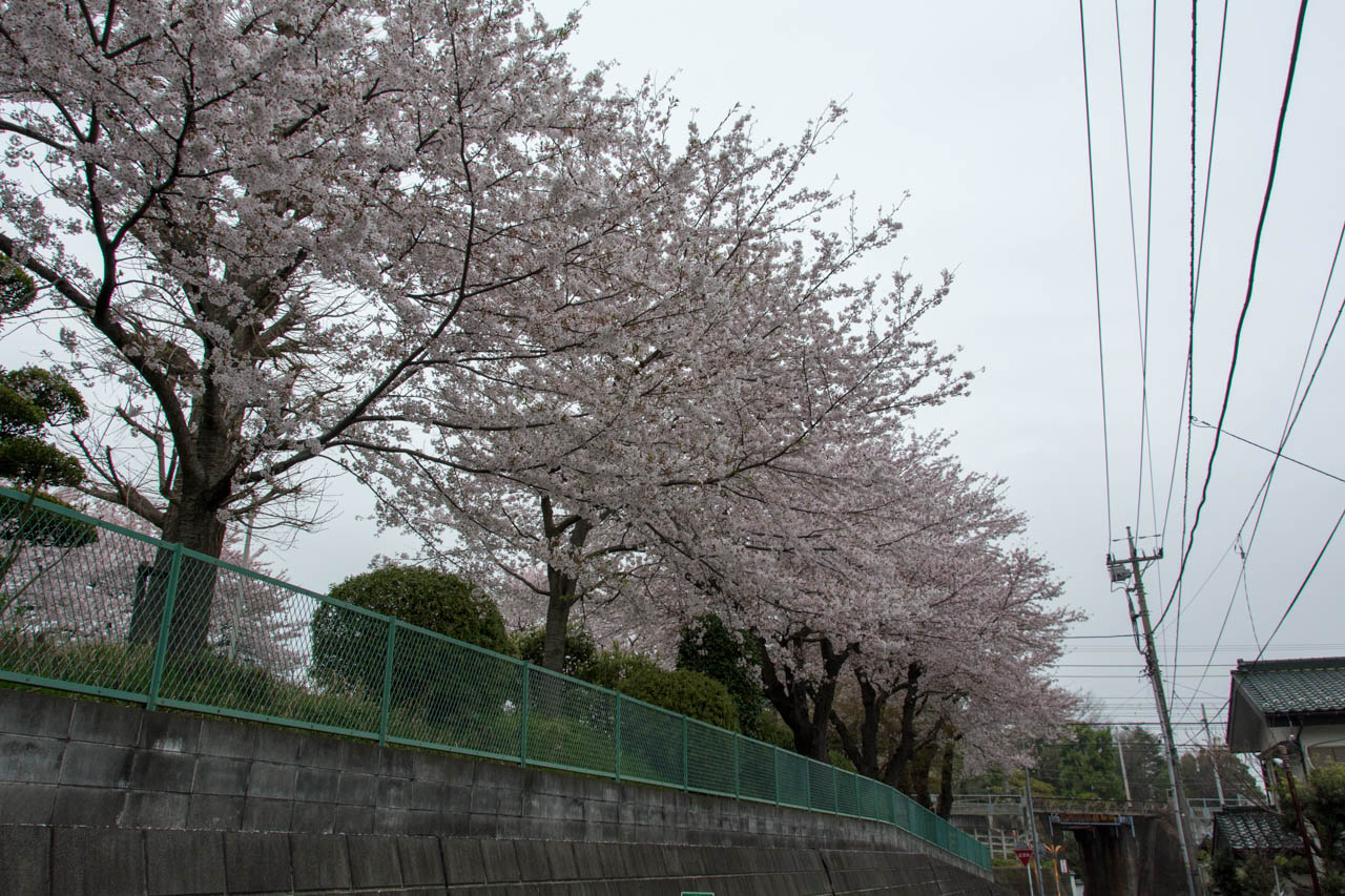 佛導寺の桜