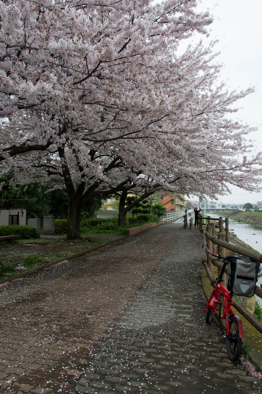 瀬谷本郷公園対岸の桜