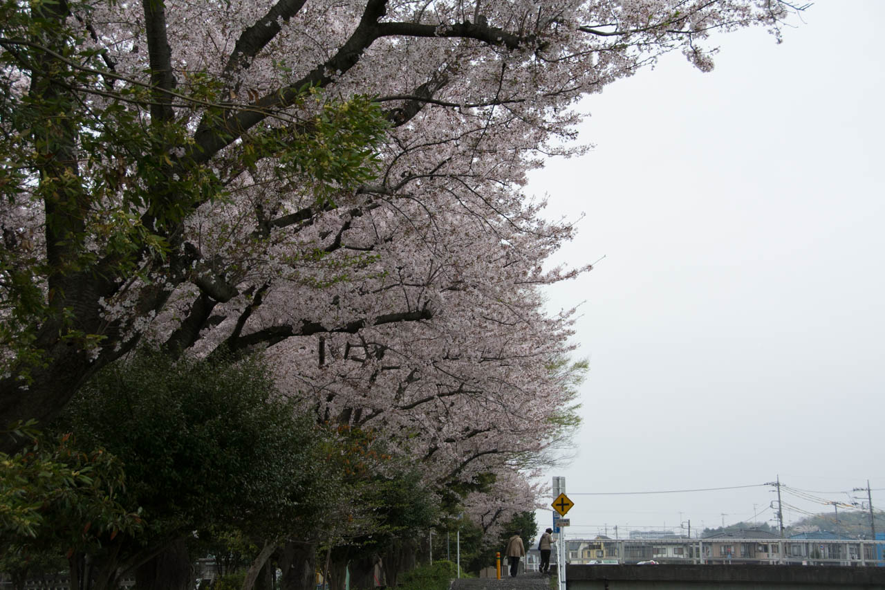 宮久保公園の桜並木