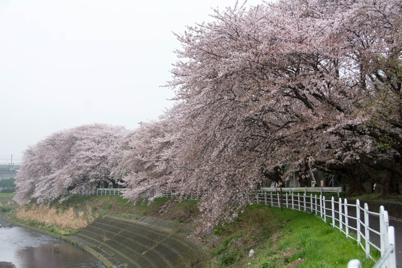 湘南台の桜のトンネル