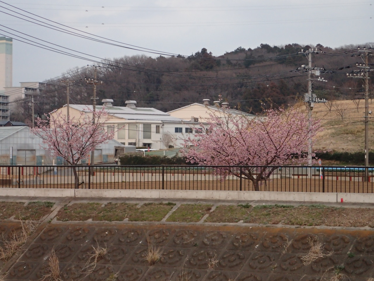 山桜が咲いていた